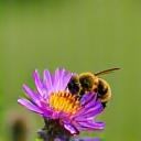 En bi der bestøver en vildblomst ved siden af en golfbane.